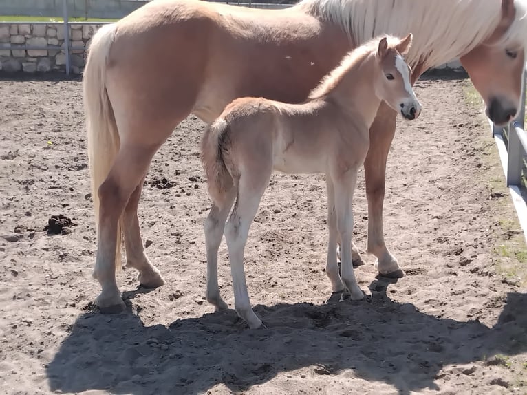 Haflinger Stute 1 Jahr  in Mori