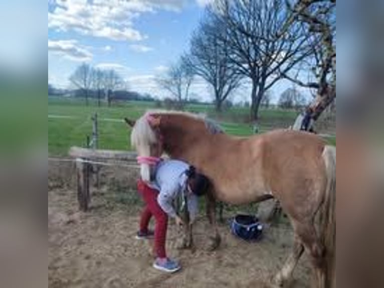 Haflinger Mix Stute 20 Jahre 140 cm Falbe in Bergen