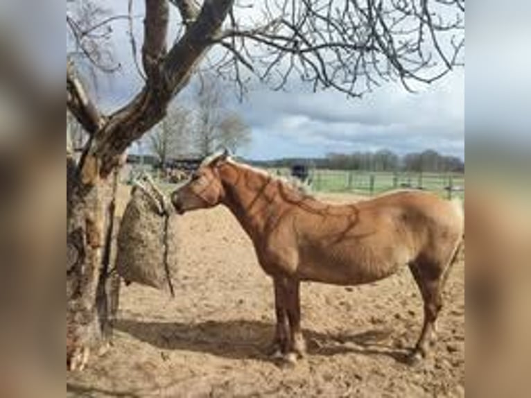 Haflinger Mix Stute 20 Jahre 140 cm Falbe in Bergen