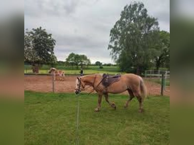 Haflinger Mix Stute 20 Jahre 140 cm Falbe in Bergen