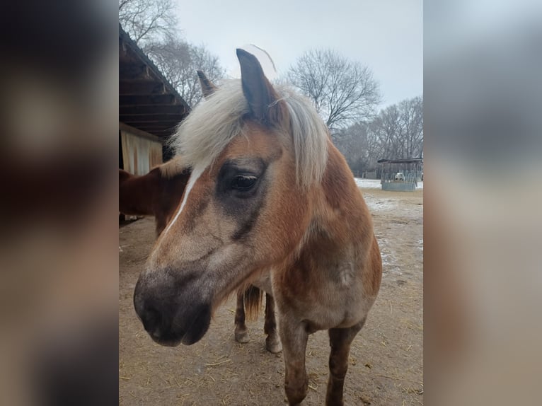 Haflinger Stute 20 Jahre 140 cm  in Podersdorf am See