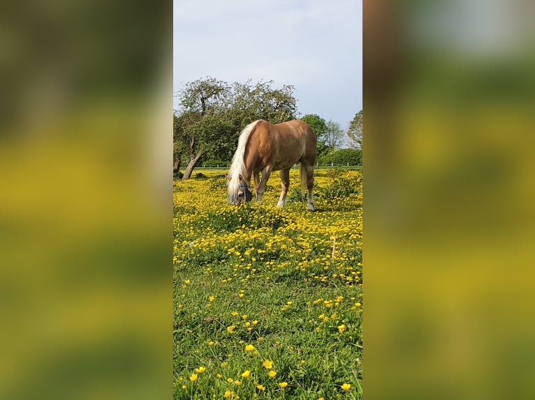 Haflinger Stute 20 Jahre 142 cm in Xanten