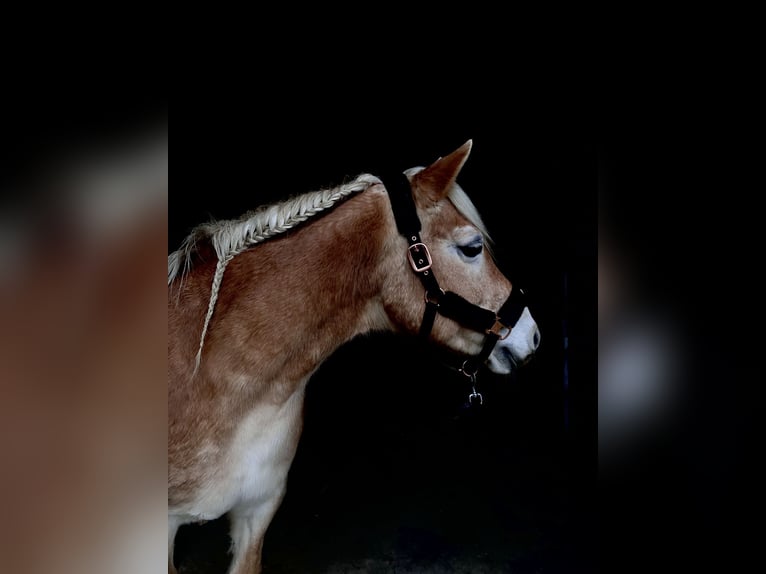 Haflinger Stute 20 Jahre 142 cm in Xanten