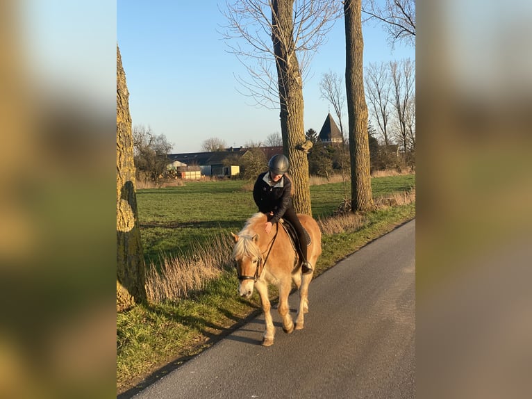 Haflinger Stute 20 Jahre 142 cm in Xanten