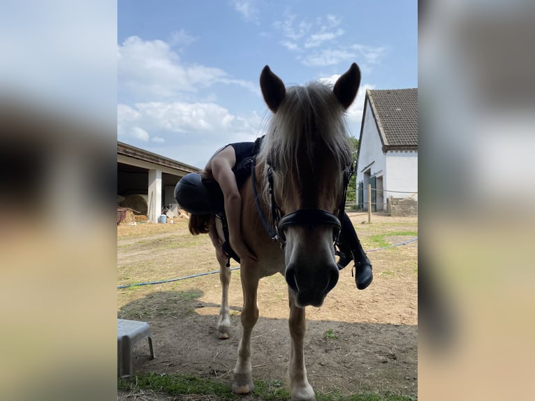 Haflinger Stute 20 Jahre 142 cm in Xanten
