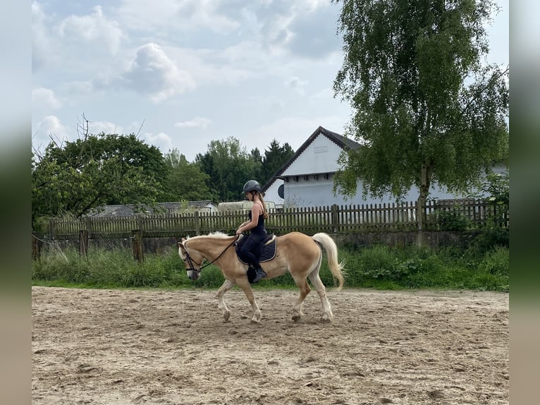 Haflinger Stute 20 Jahre 142 cm in Xanten