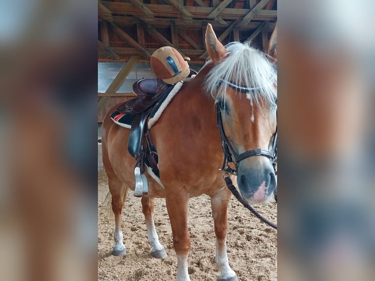 Haflinger Stute 20 Jahre 143 cm Palomino in Bad Birnbach