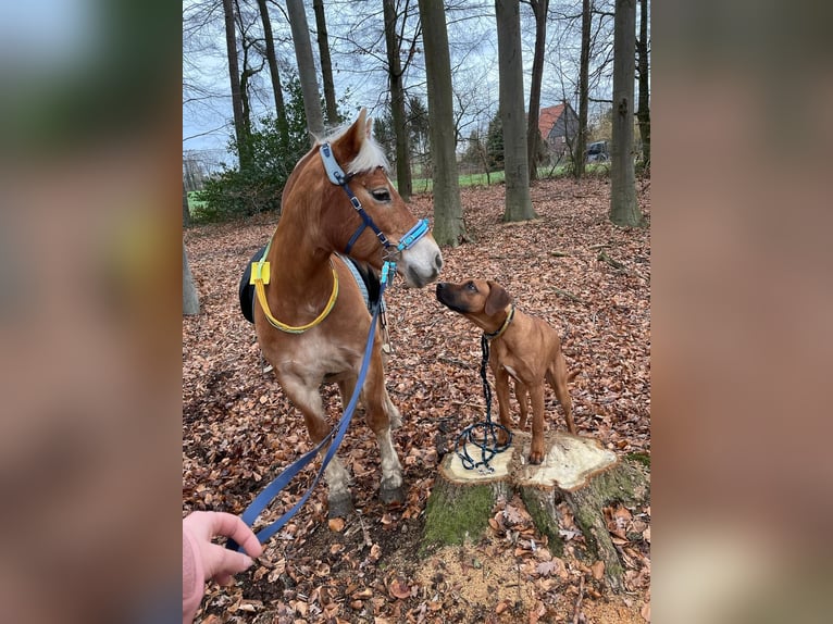Haflinger Stute 20 Jahre 143 cm Palomino in Bad Birnbach