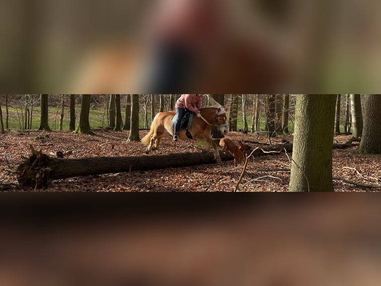 Haflinger Stute 20 Jahre 143 cm Palomino in Bad Birnbach