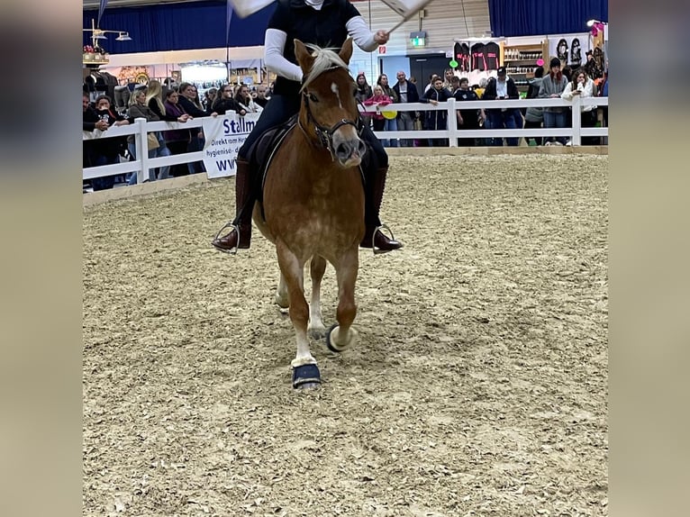 Haflinger Stute 20 Jahre 143 cm Palomino in Bad Birnbach