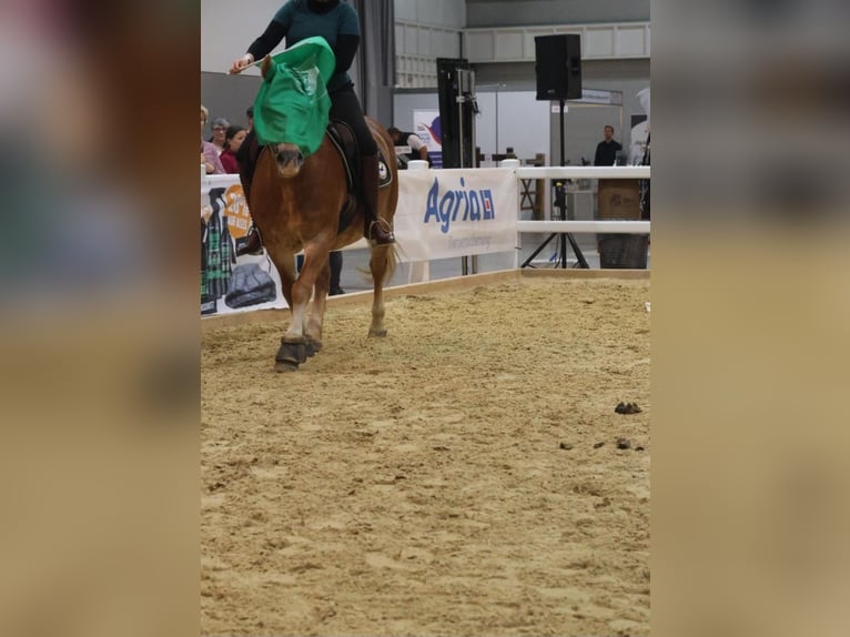 Haflinger Stute 20 Jahre 143 cm Palomino in Bad Birnbach