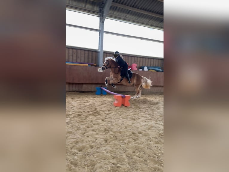 Haflinger Stute 20 Jahre 145 cm in Breckerfeld