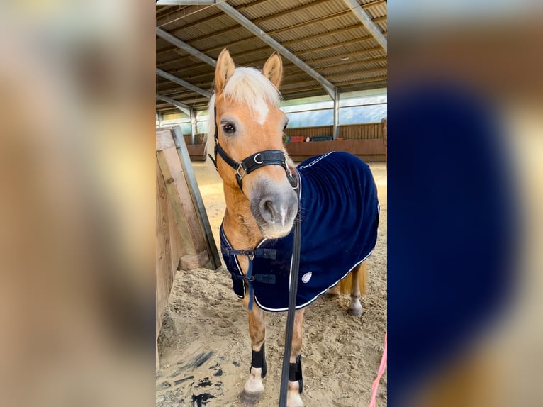 Haflinger Stute 20 Jahre 145 cm in Breckerfeld