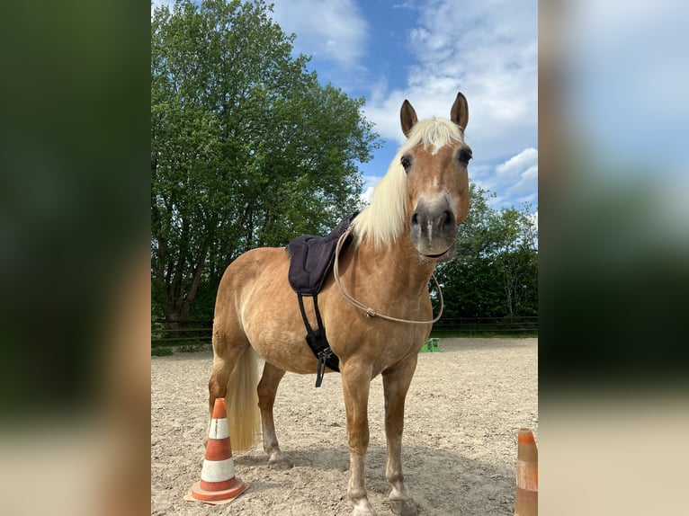 Haflinger Stute 20 Jahre 145 cm in Breckerfeld
