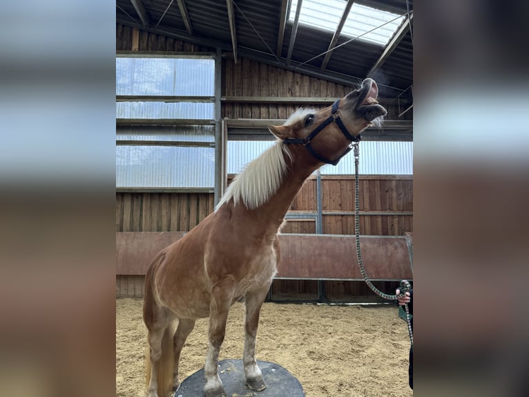 Haflinger Stute 20 Jahre 145 cm in Breckerfeld