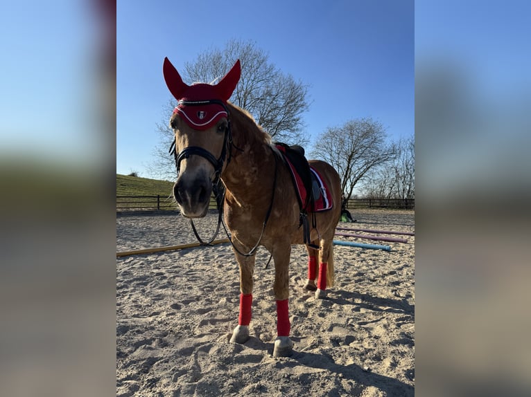 Haflinger Stute 20 Jahre 145 cm in Breckerfeld