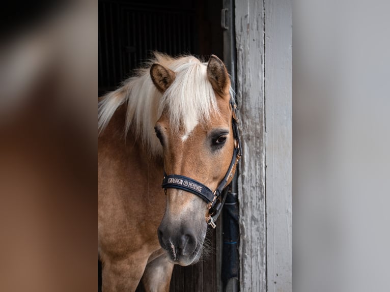 Haflinger Stute 20 Jahre 145 cm in Breckerfeld