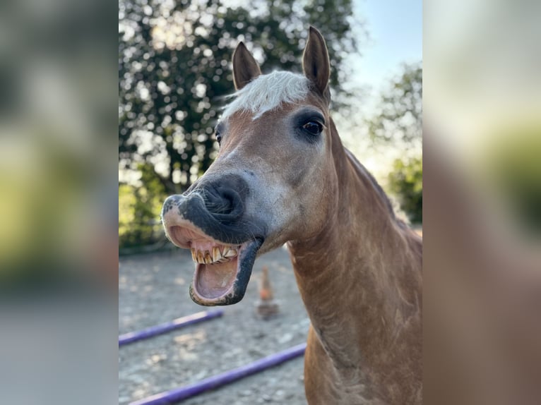 Haflinger Stute 20 Jahre 145 cm in Breckerfeld
