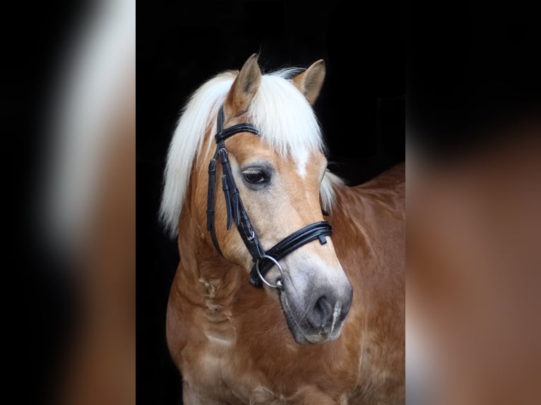 Haflinger Stute 20 Jahre 145 cm in Breckerfeld