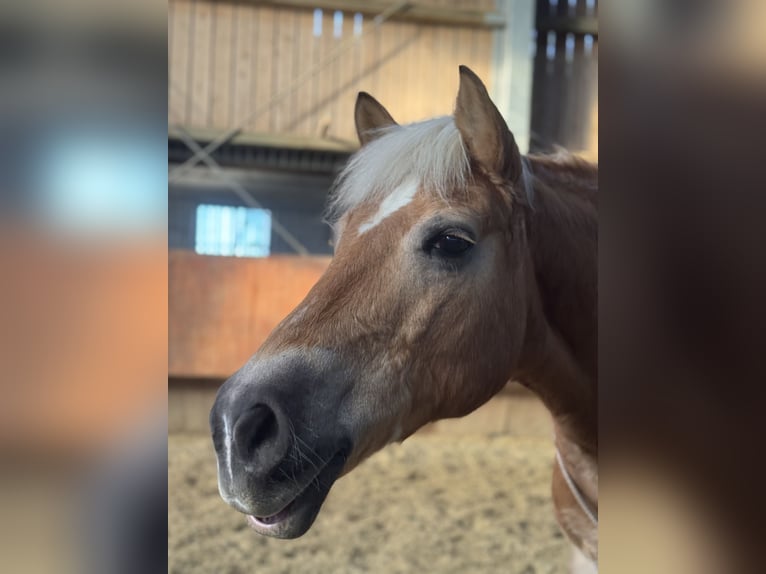 Haflinger Stute 20 Jahre 145 cm in Breckerfeld