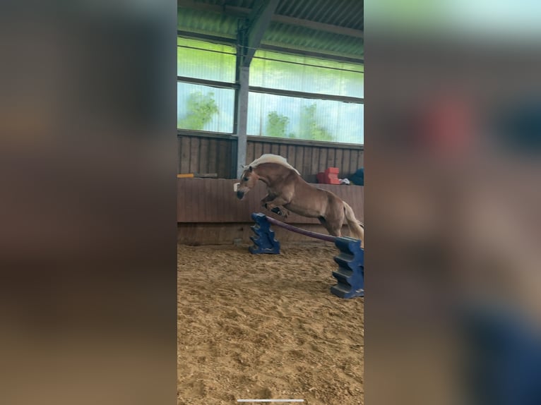 Haflinger Stute 20 Jahre 145 cm in Breckerfeld