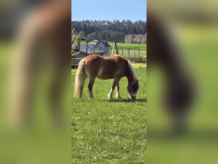 Haflinger Stute 20 Jahre 145 cm Fuchs in Rosenthal