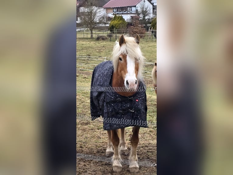 Haflinger Stute 20 Jahre 145 cm Fuchs in Rosenthal