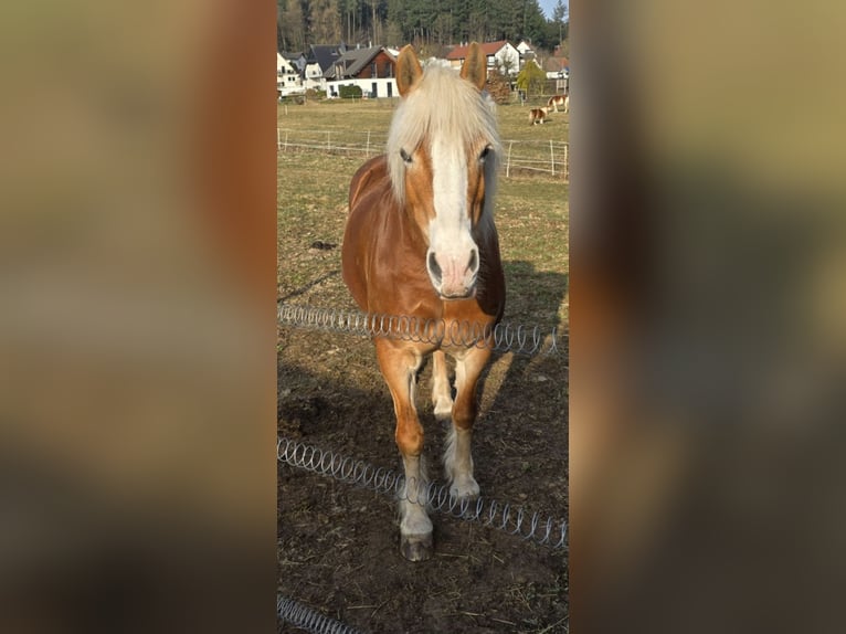 Haflinger Stute 20 Jahre 145 cm Fuchs in Rosenthal