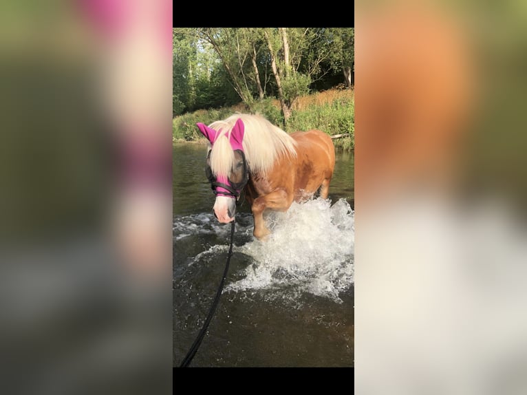 Haflinger Stute 20 Jahre 145 cm Fuchs in Rosenthal