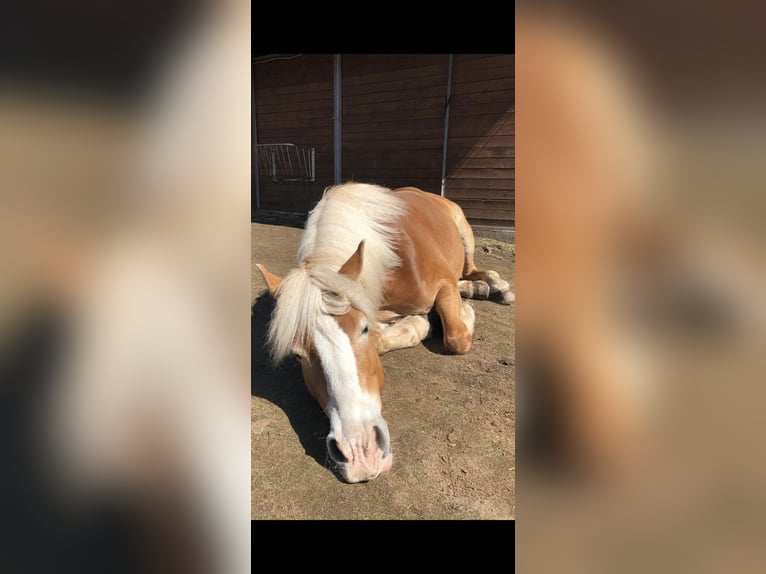 Haflinger Stute 20 Jahre 145 cm Fuchs in Rosenthal