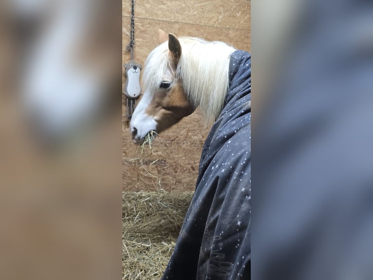Haflinger Stute 20 Jahre 145 cm Fuchs in Rosenthal