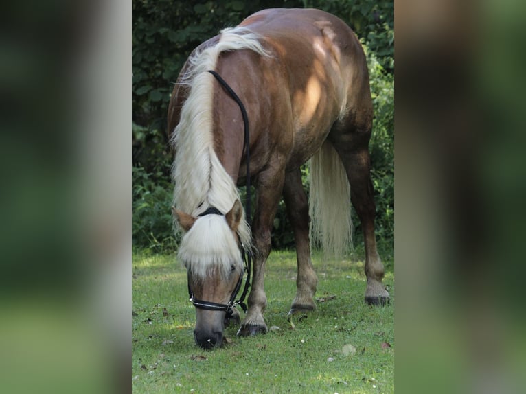 Haflinger Stute 20 Jahre 147 cm Dunkelfuchs in Puch