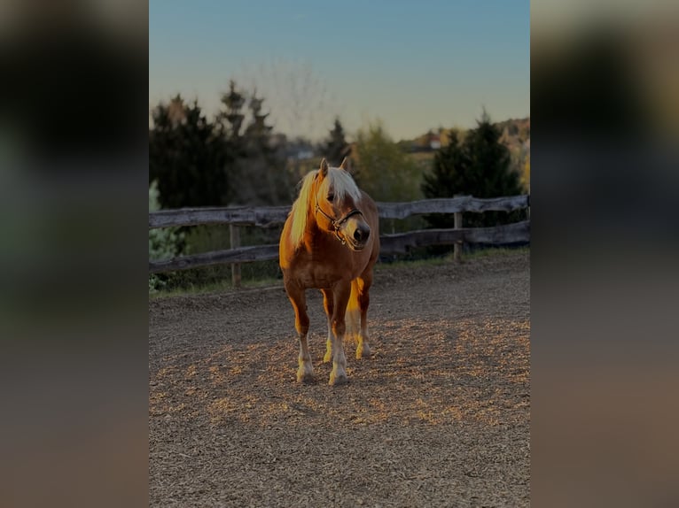 Haflinger Stute 20 Jahre 147 cm Dunkelfuchs in Puch