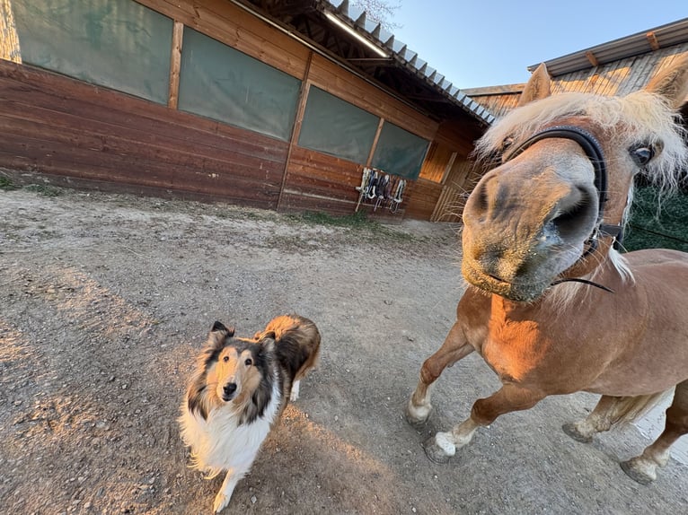 Haflinger Stute 20 Jahre 147 cm Dunkelfuchs in Puch