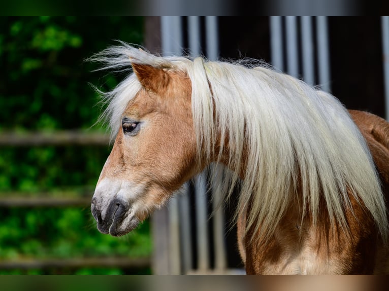 Haflinger Stute 20 Jahre 149 cm Falbe in Glonn