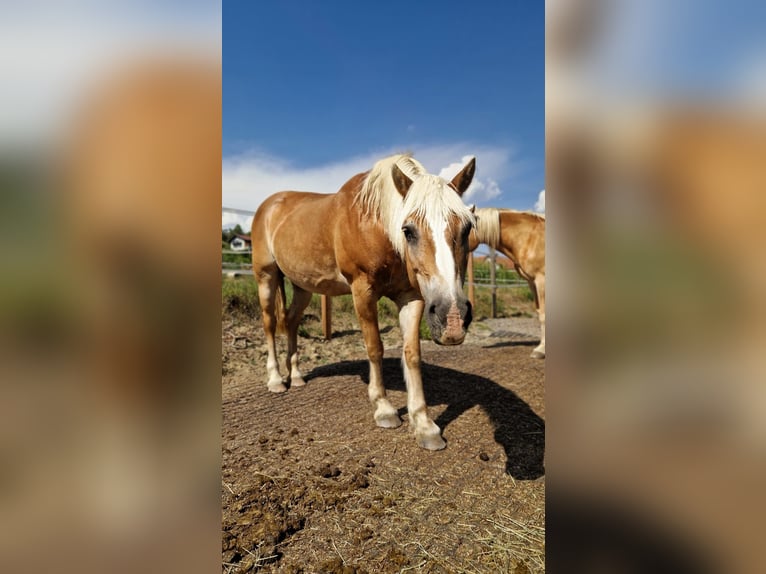 Haflinger Stute 20 Jahre 150 cm Fuchs in Riegersburg