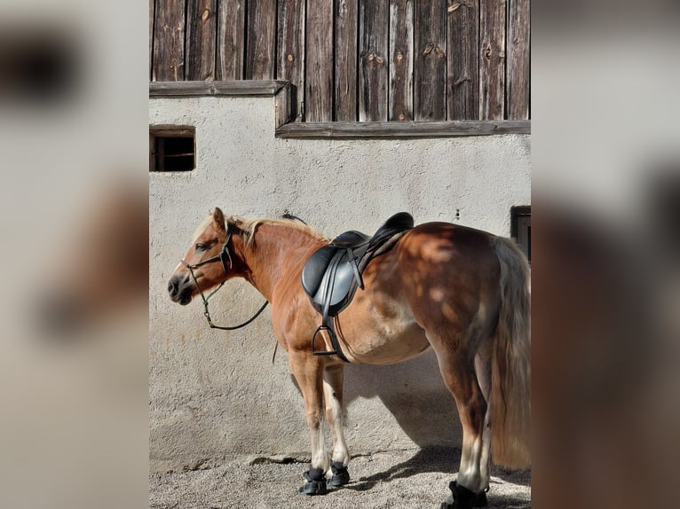 Haflinger Stute 20 Jahre 150 cm Fuchs in Riegersburg