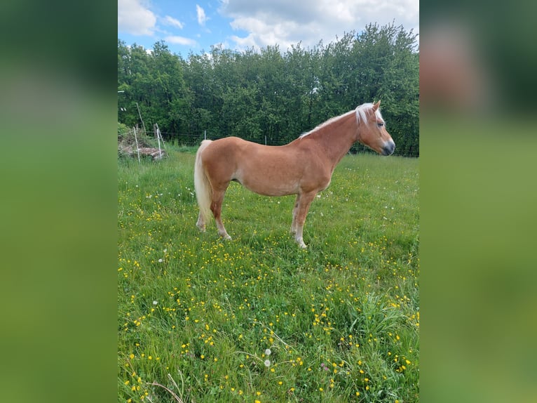 Haflinger Stute 20 Jahre 151 cm Fuchs in Brücken