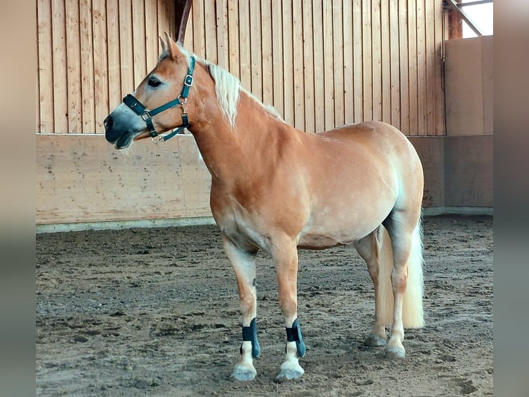 Haflinger Stute 21 Jahre 143 cm Fuchs in Mainz