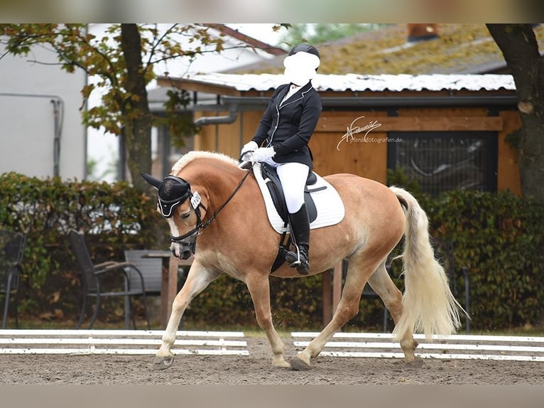 Haflinger Stute 21 Jahre 143 cm Fuchs in Mainz