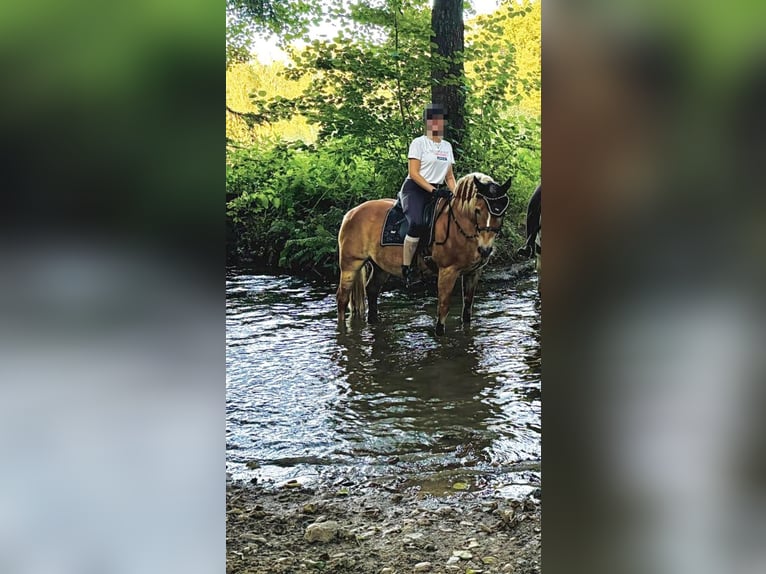 Haflinger Stute 21 Jahre 145 cm Fuchs in Osnabrück