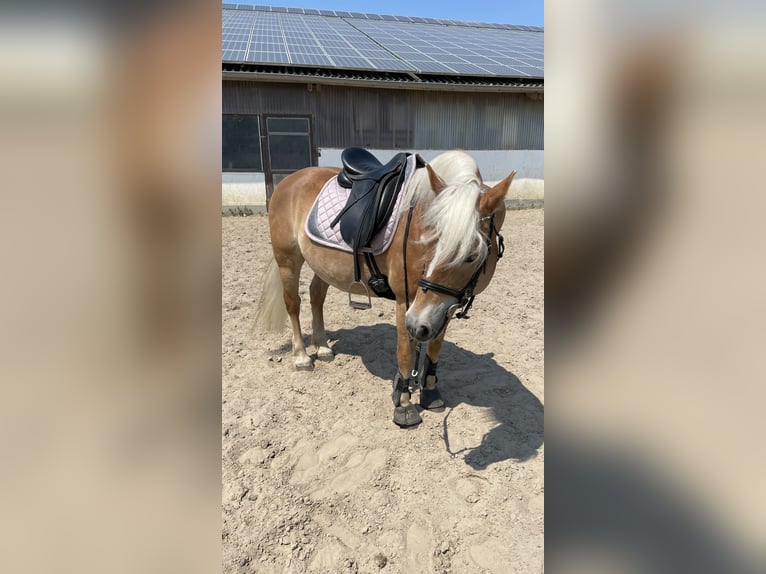 Haflinger Stute 21 Jahre 145 cm Fuchs in Osnabrück