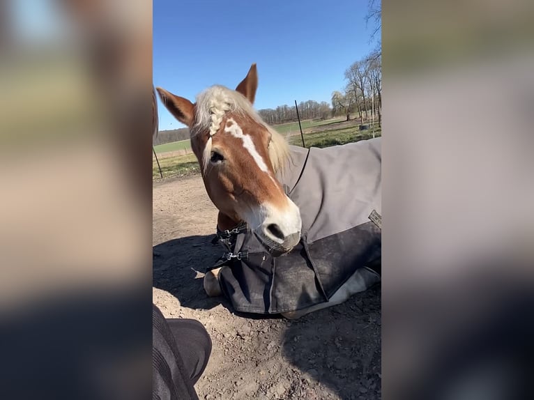 Haflinger Stute 21 Jahre 145 cm Fuchs in Osnabrück