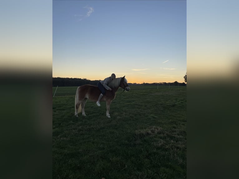 Haflinger Stute 21 Jahre 145 cm Fuchs in Osnabrück