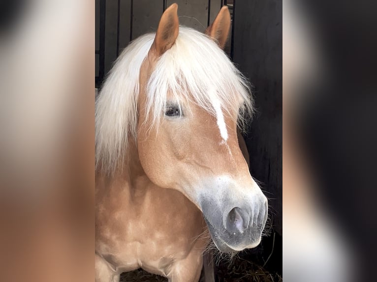 Haflinger Stute 21 Jahre 145 cm Fuchs in Osnabrück