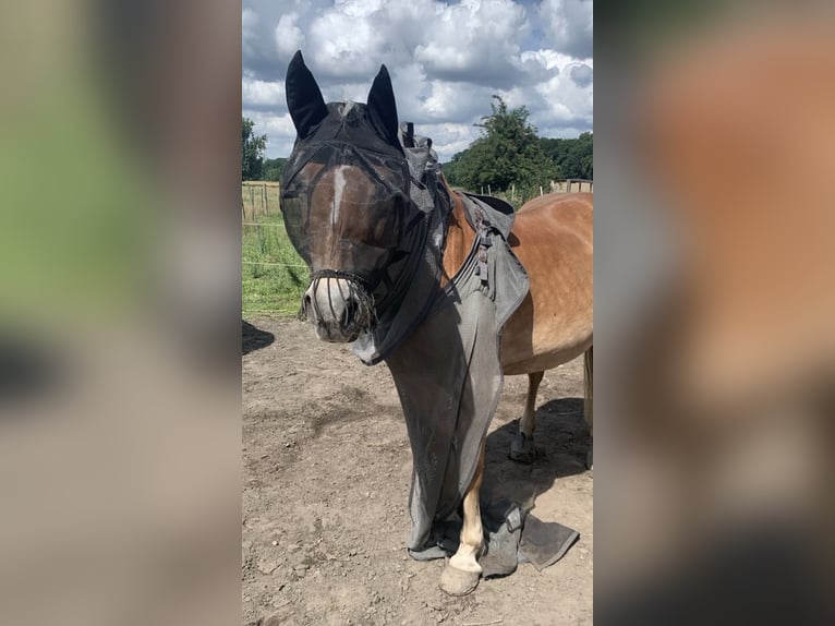 Haflinger Stute 21 Jahre 145 cm Fuchs in Osnabrück