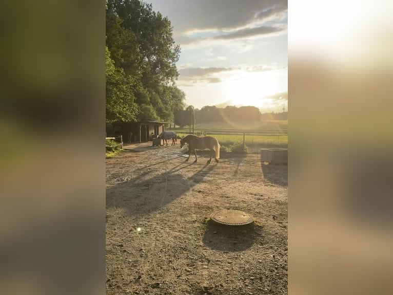 Haflinger Stute 21 Jahre 145 cm Fuchs in Osnabrück
