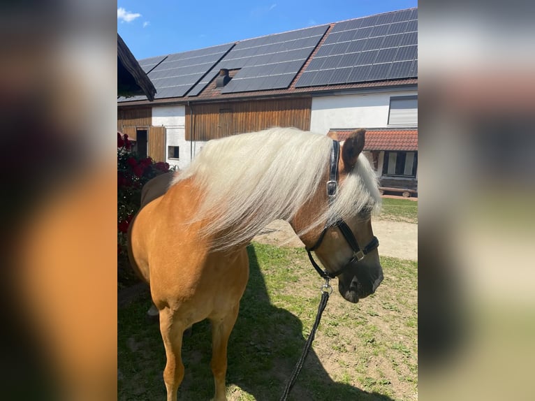 Haflinger Stute 21 Jahre 150 cm Fuchs in Ziemetshausen