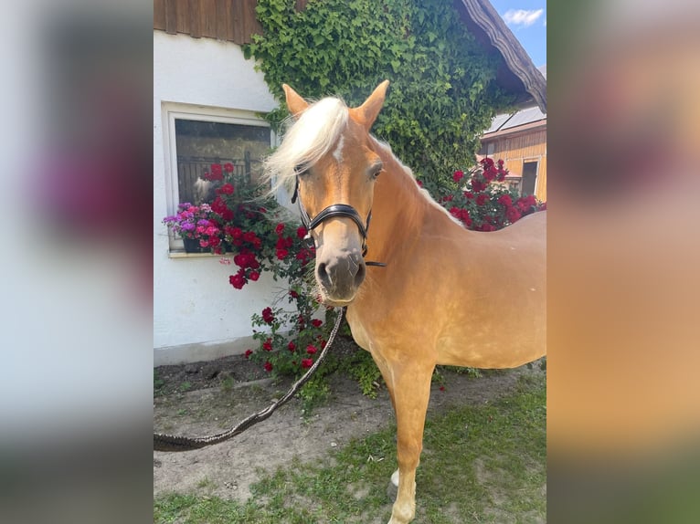Haflinger Stute 21 Jahre 150 cm Fuchs in Ziemetshausen