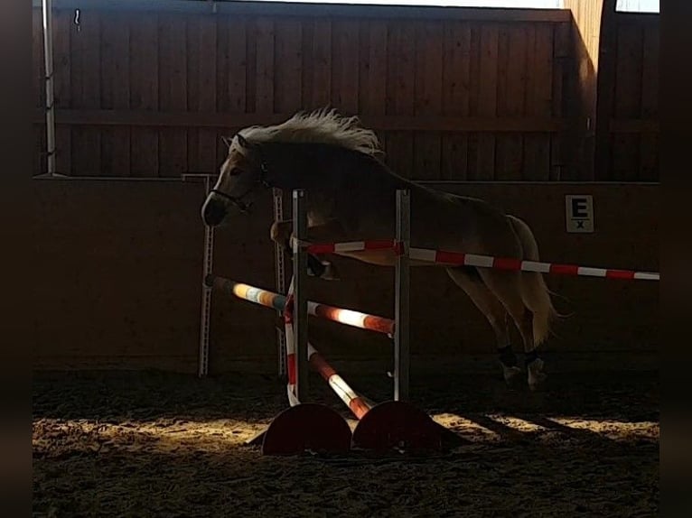 Haflinger Stute 22 Jahre 143 cm Fuchs in Mainz